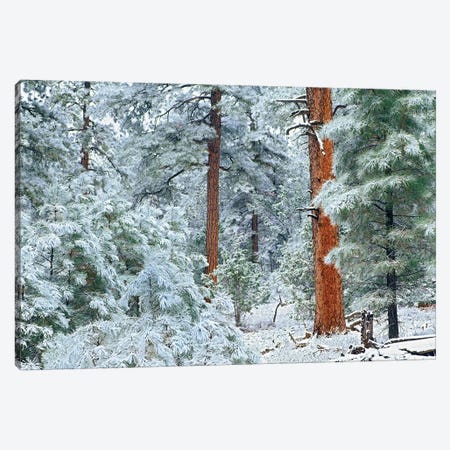 Ponderosa Pine Trees With Snow, Grand Canyon National Park, Arizona I Canvas Print #TFI811} by Tim Fitzharris Art Print