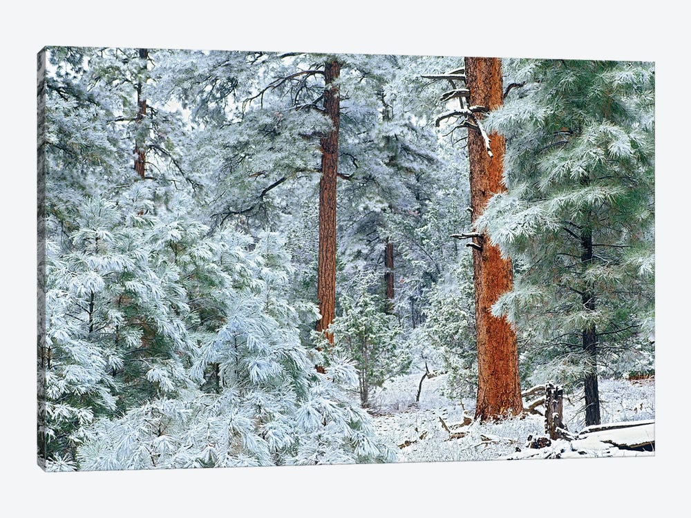 Ponderosa Pine Trees With Snow, Grand Canyon National Park, Arizona I by Tim Fitzharris 1-piece Canvas Print