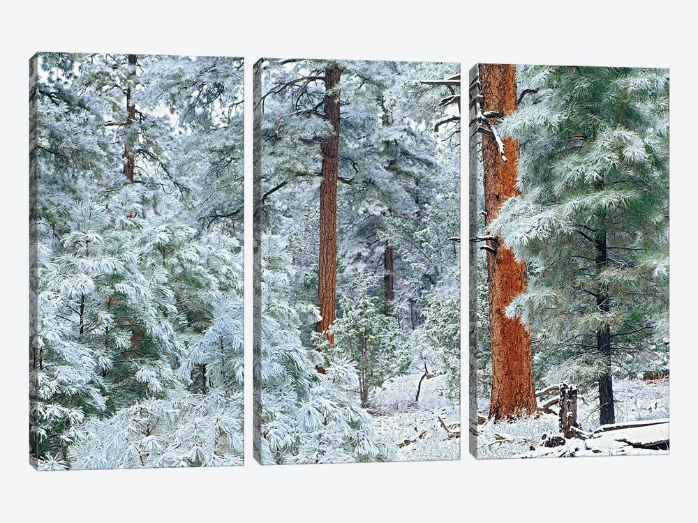 Ponderosa Pine Trees With Snow, Grand Canyon National Park, Arizona I by Tim Fitzharris 3-piece Art Print