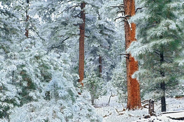 Pine Trees: Ponderosa Pine Trees With Snow, Grand Canyon National Park, Arizona I by Tim Fitzharris