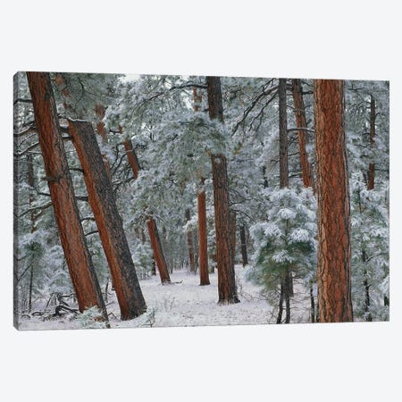 Ponderosa Pine Trees With Snow, Grand Canyon National Park, Arizona II Canvas Print #TFI813} by Tim Fitzharris Art Print