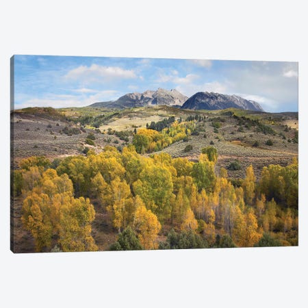 Quaking Aspen Forest And Chair Mountain In Autumn, Raggeds Wilderness, Colorado Canvas Print #TFI823} by Tim Fitzharris Canvas Art