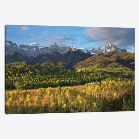 Quaking Aspen Forest And Mount Sneffels, San Juan Mountains, Colorado Canvas Print #TFI825} by Tim Fitzharris Canvas Art Print
