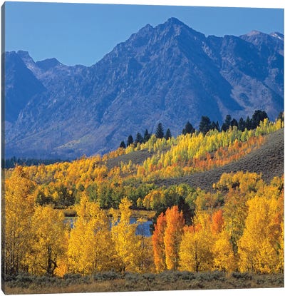 Quaking Aspen Forest In Autumn And Ranger Peak, Grand Teton National Park, Wyoming Canvas Art Print - Wyoming Art