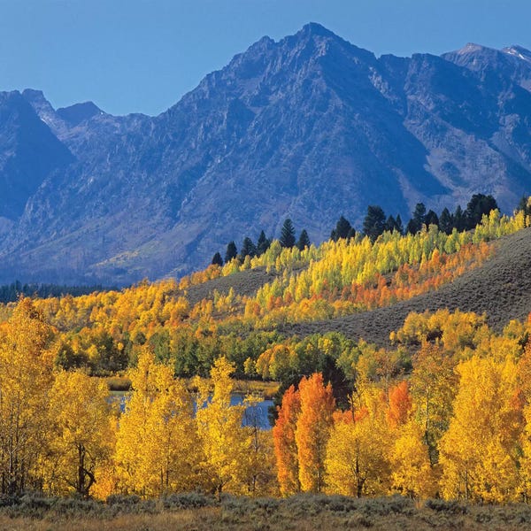 Aspen Trees: Quaking Aspen Forest In Autumn And Ranger Peak, Grand Teton National Park, Wyoming by Tim Fitzharris