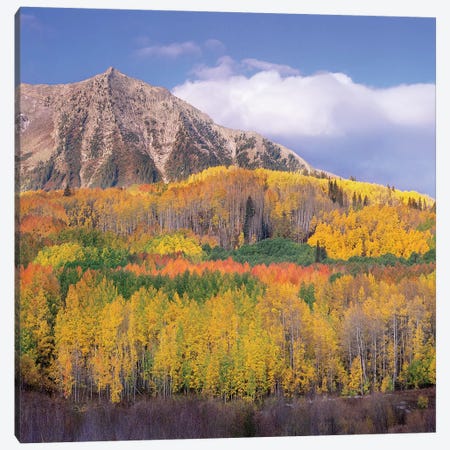 Quaking Aspen Forest In Autumn, Marcellina Mountain, Raggeds Wilderness, Colorado Canvas Print #TFI827} by Tim Fitzharris Art Print