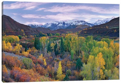 Quaking Aspen Forest In Autumn, Snowmass Mountain Near Quaking Aspen, Colorado Canvas Art Print - Aspen Tree Art