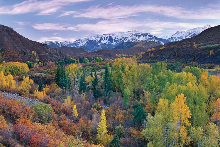 Quaking Aspen Forest In Autumn, Snowmass Mountain Near Quaking Aspen, Colorado