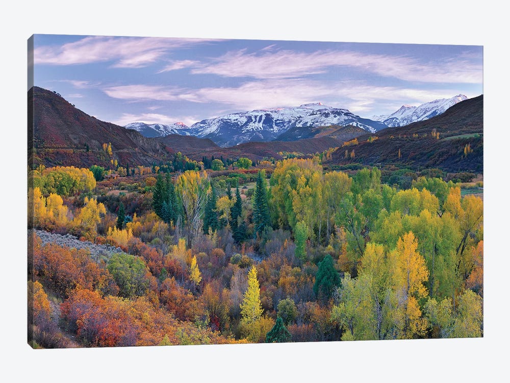 Quaking Aspen Forest In Autumn, Snowmass Mountain Near Quaking Aspen, Colorado by Tim Fitzharris 1-piece Art Print