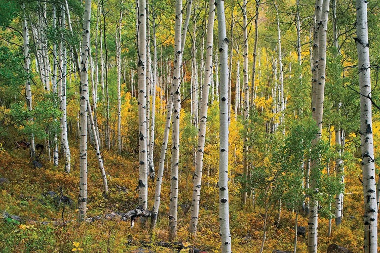 Quaking Aspen Forest, Colorado I