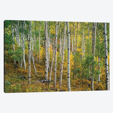 Quaking Aspen Forest, Colorado I Canvas Print #TFI830} by Tim Fitzharris Canvas Art Print