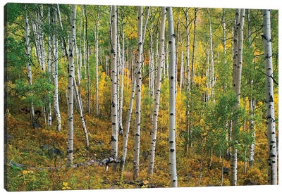 Quaking Aspen Forest, Colorado I Canvas Art Print - Aspen Tree Art