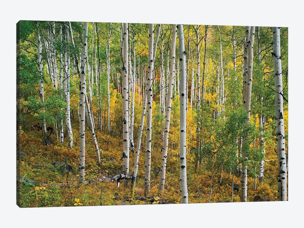 Quaking Aspen Forest, Colorado I by Tim Fitzharris 1-piece Canvas Wall Art