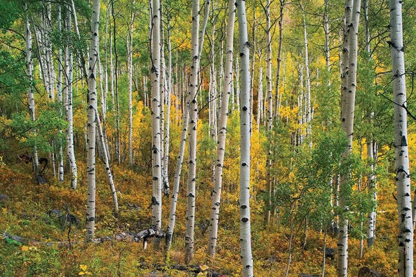 Colorado: Quaking Aspen Forest, Colorado I by Tim Fitzharris