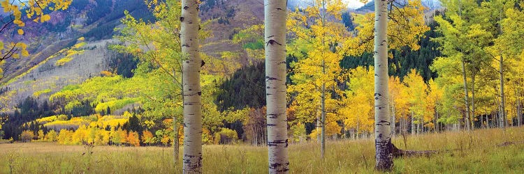 Quaking Aspen Grove In Autumn, Colorado