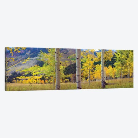 Quaking Aspen Grove In Autumn, Colorado Canvas Print #TFI832} by Tim Fitzharris Canvas Art Print