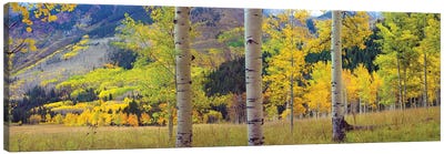 Quaking Aspen Grove In Autumn, Colorado Canvas Art Print - Colorado Art