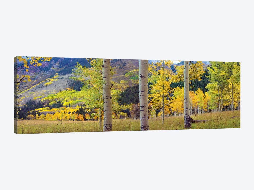 Quaking Aspen Grove In Autumn, Colorado by Tim Fitzharris 1-piece Canvas Artwork