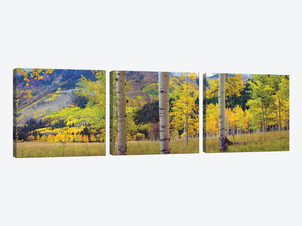 Quaking Aspen Grove In Autumn, Colorado by Tim Fitzharris 3-piece Canvas Art