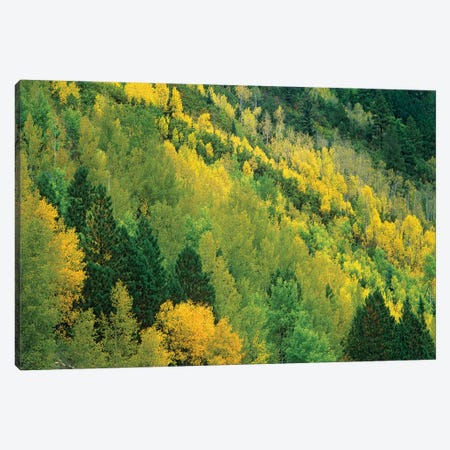 Quaking Aspen Grove In Fall Colors, Gunnison National Forest, Colorado Canvas Print #TFI833} by Tim Fitzharris Art Print