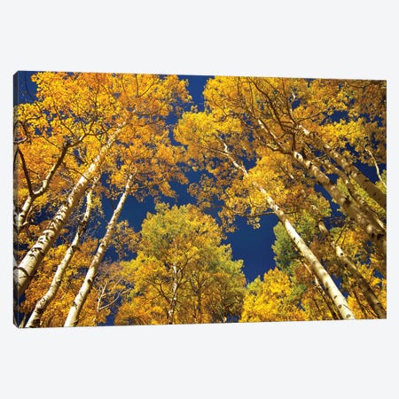 Quaking Aspen Grove In Fall Colors, Maroon Bells, Snowmass Wilderness, Colorado I Canvas Print #TFI834} by Tim Fitzharris Canvas Wall Art