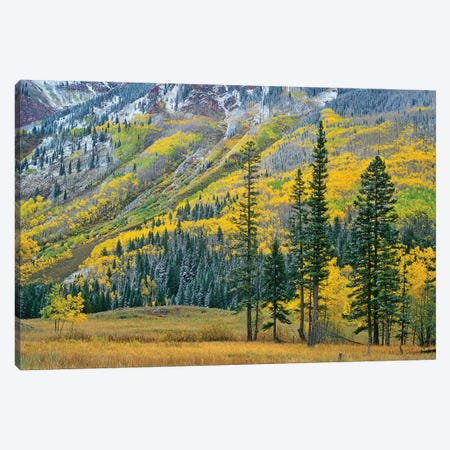 Quaking Aspen Grove In Fall Colors, Maroon Bells, Snowmass Wilderness, Colorado II Canvas Print #TFI835} by Tim Fitzharris Canvas Art