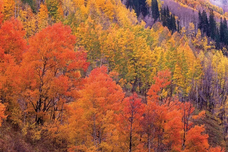 Quaking Aspen Grove In Fall Colors, Washington Gulch, Gunnison National Forest, Colorado