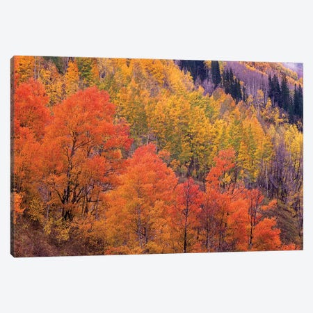 Quaking Aspen Grove In Fall Colors, Washington Gulch, Gunnison National Forest, Colorado Canvas Print #TFI836} by Tim Fitzharris Canvas Artwork