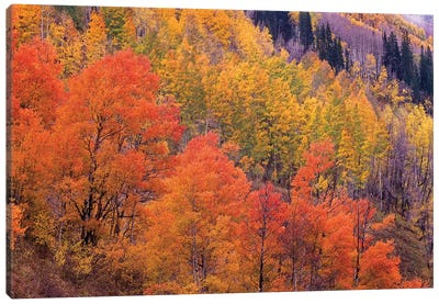 Quaking Aspen Grove In Fall Colors, Washington Gulch, Gunnison National Forest, Colorado Canvas Art Print - Colorado Art