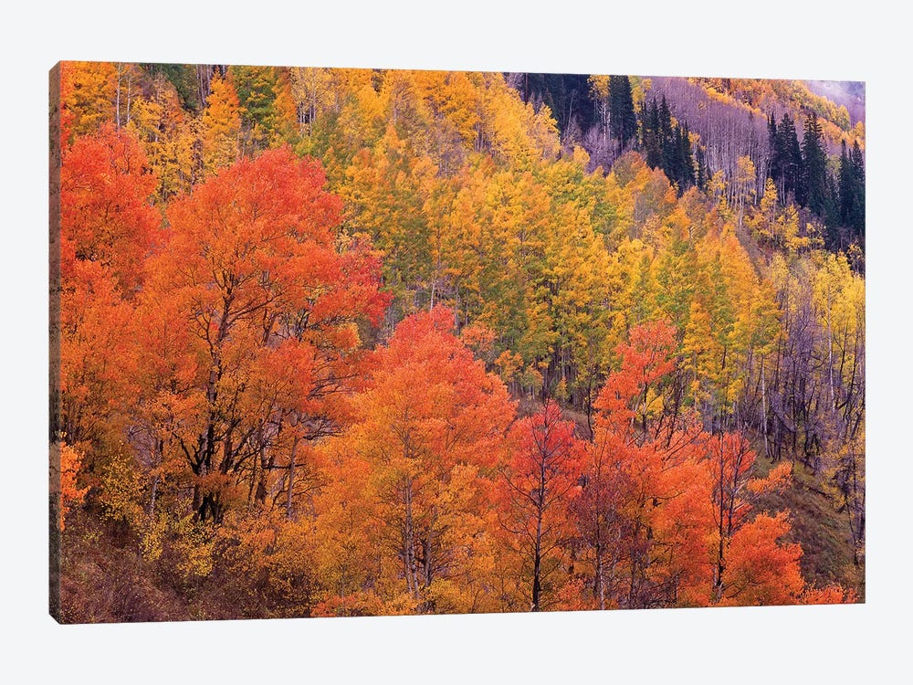 Quaking Aspen Grove In Fall Colors, Washington Gulch, Gunnison National Forest, Colorado by Tim Fitzharris 1-piece Canvas Wall Art