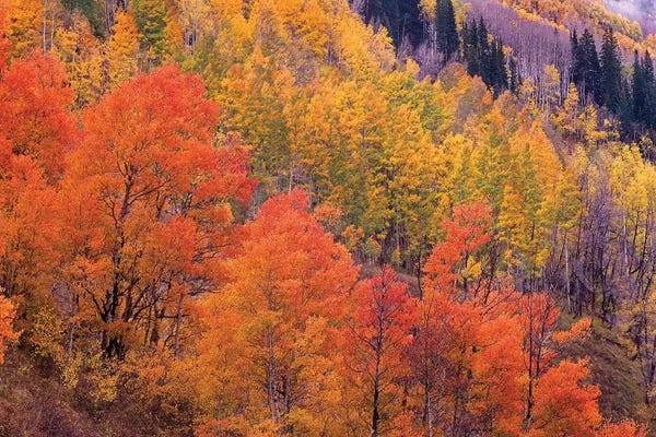 Colorado: Quaking Aspen Grove In Fall Colors, Washington Gulch, Gunnison National Forest, Colorado by Tim Fitzharris