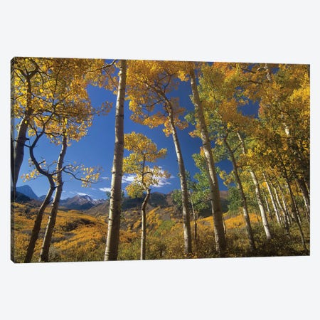Quaking Aspen In Fall Colors And Maroon Bells, Elk Mountains, Snowmass Wilderness, Colorado Canvas Print #TFI838} by Tim Fitzharris Canvas Print