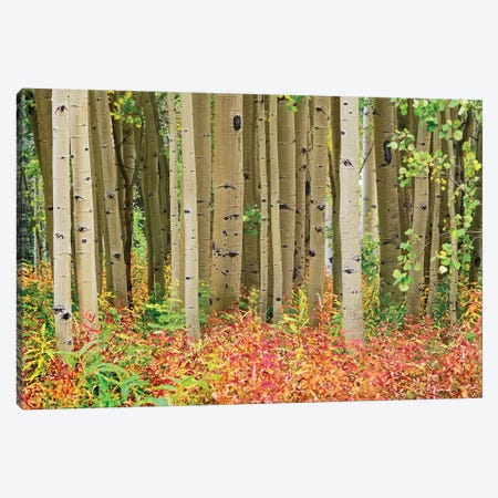 Quaking Aspen Trees And Fireweed, Collegiate Peaks Wilderness Area, Colorado Canvas Print #TFI839} by Tim Fitzharris Canvas Print