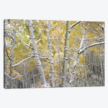 Quaking Aspen Trees Covered With Snow Near Kebbler Pass, Gunnison National Forest, Colorado I Canvas Print #TFI841} by Tim Fitzharris Canvas Art