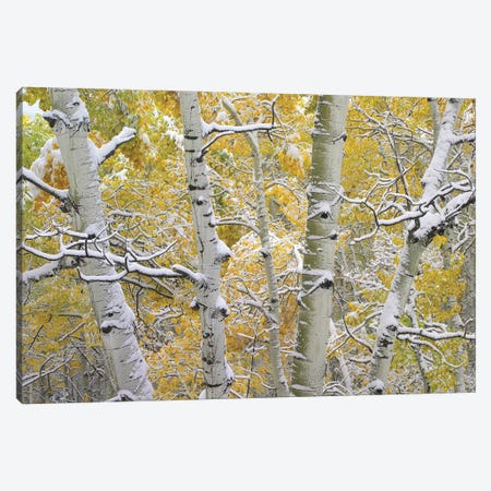 Quaking Aspen Trees Covered With Snow Near Kebbler Pass, Gunnison National Forest, Colorado II Canvas Print #TFI842} by Tim Fitzharris Canvas Artwork