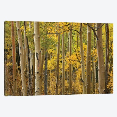 Quaking Aspen Trees In Autumn, Santa Fe National Forest Near Santa Fe, New Mexico I Canvas Print #TFI843} by Tim Fitzharris Canvas Art