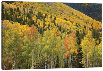 Quaking Aspen Trees In Autumn, Santa Fe National Forest Near Santa Fe, New Mexico II Canvas Art Print - Aspen Tree Art