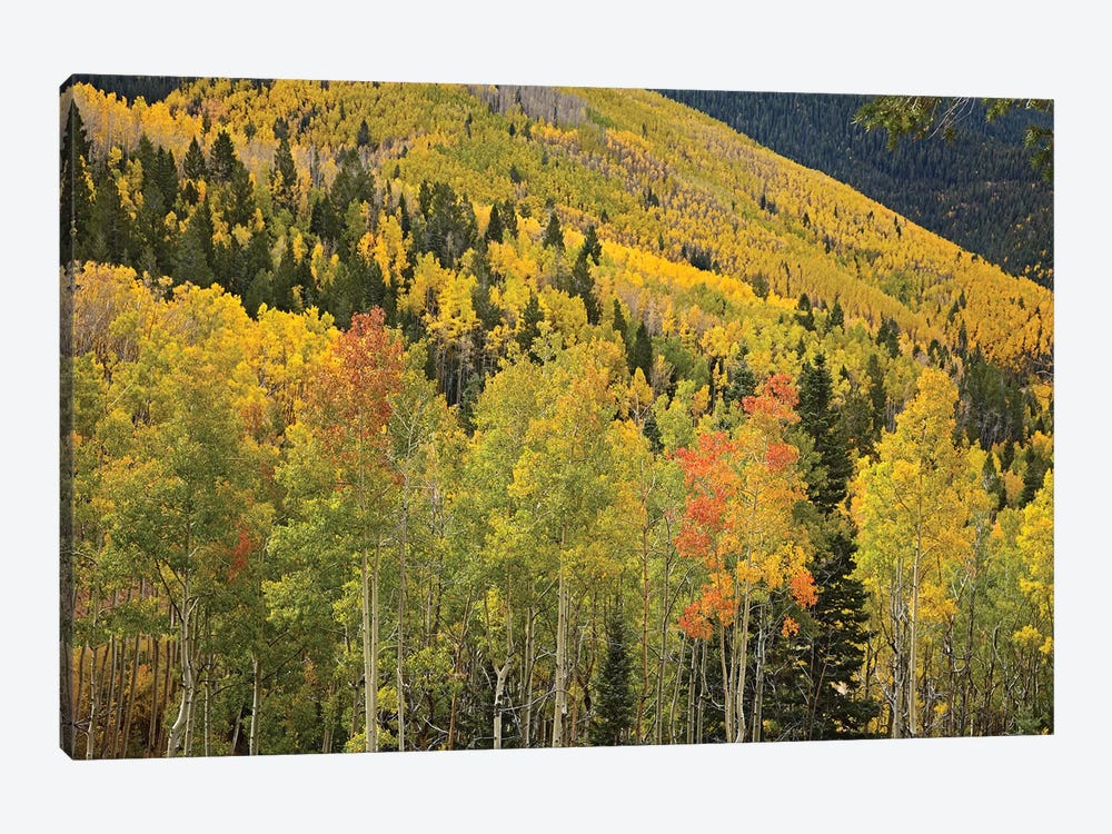 Quaking Aspen Trees In Autumn, Santa Fe National Forest Near Santa Fe, New Mexico II 1-piece Canvas Print