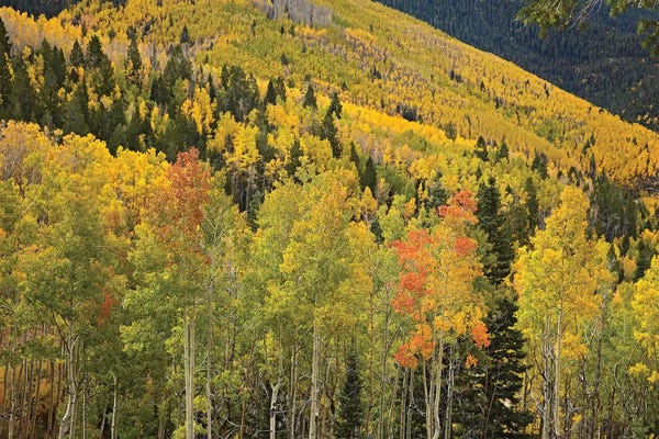 New Mexico: Quaking Aspen Trees In Autumn, Santa Fe National Forest Near Santa Fe, New Mexico II by Tim Fitzharris