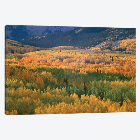 Quaking Aspen Trees In Fall Colors, Gunnison National Forest, Colorado Canvas Print #TFI845} by Tim Fitzharris Canvas Print