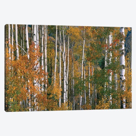 Quaking Aspen Trees In Fall Colors, Lost Lake, Gunnison National Forest, Colorado Canvas Print #TFI846} by Tim Fitzharris Art Print
