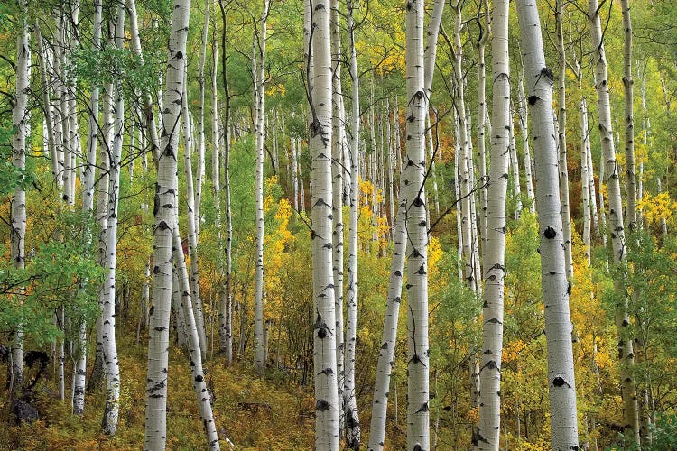 Quaking Aspen In Autumn, Colorado II by Tim Fitzharris wall art