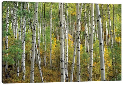 Quaking Aspen In Autumn, Colorado II Canvas Art Print - Aspen Tree Art