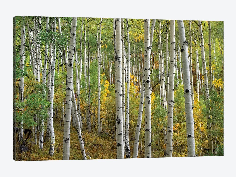 Quaking Aspen In Autumn, Colorado II by Tim Fitzharris 1-piece Canvas Art