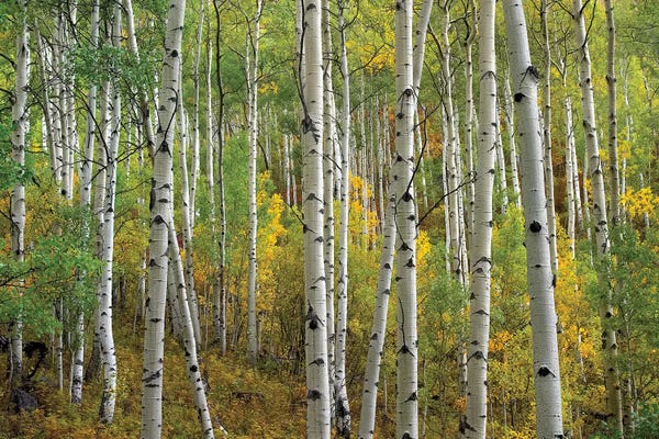 Minden Pictures: Quaking Aspen In Autumn, Colorado II by Tim Fitzharris