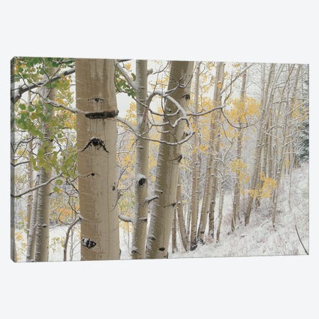 Quaking Aspen Trees With Snow, Gunnison National Forest, Colorado Canvas Print #TFI849} by Tim Fitzharris Canvas Wall Art