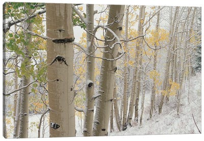 Quaking Aspen Trees With Snow, Gunnison National Forest, Colorado Canvas Art Print - Tree Close-Up Art
