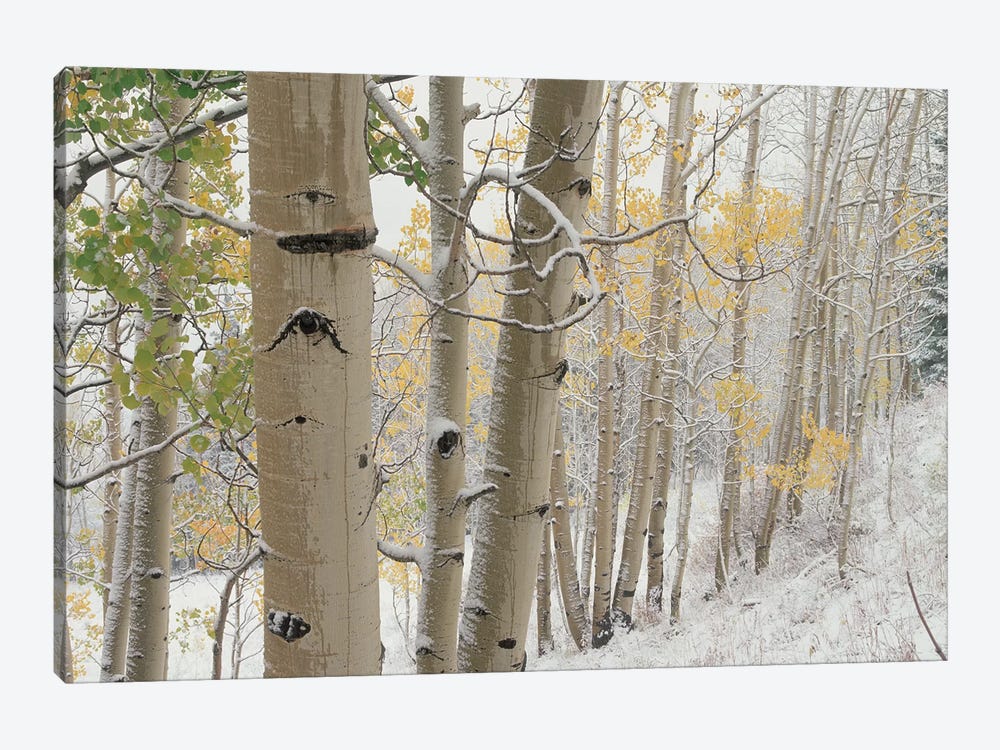 Quaking Aspen Trees With Snow, Gunnison National Forest, Colorado by Tim Fitzharris 1-piece Canvas Art