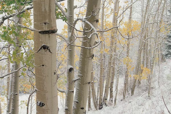 Tree Close-Ups: Quaking Aspen Trees With Snow, Gunnison National Forest, Colorado by Tim Fitzharris