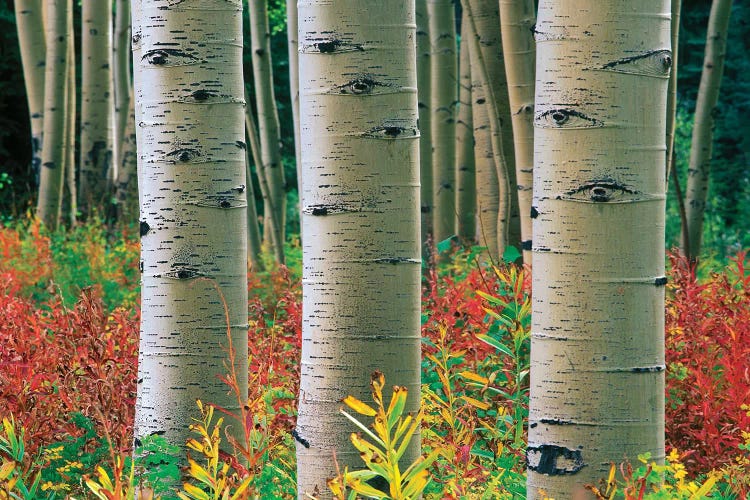 Quaking Aspen Forest, Colorado II